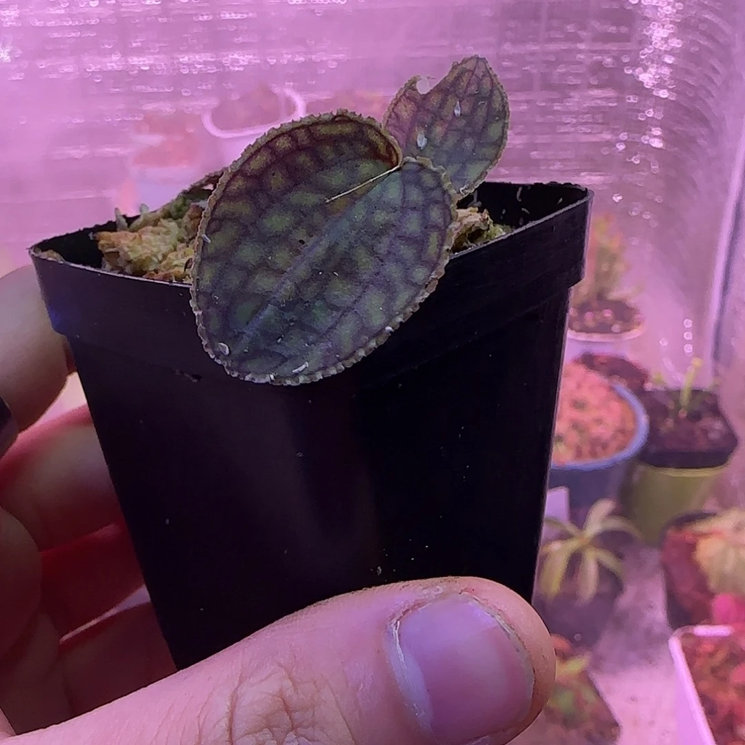 无花朵专拍丽斑斓