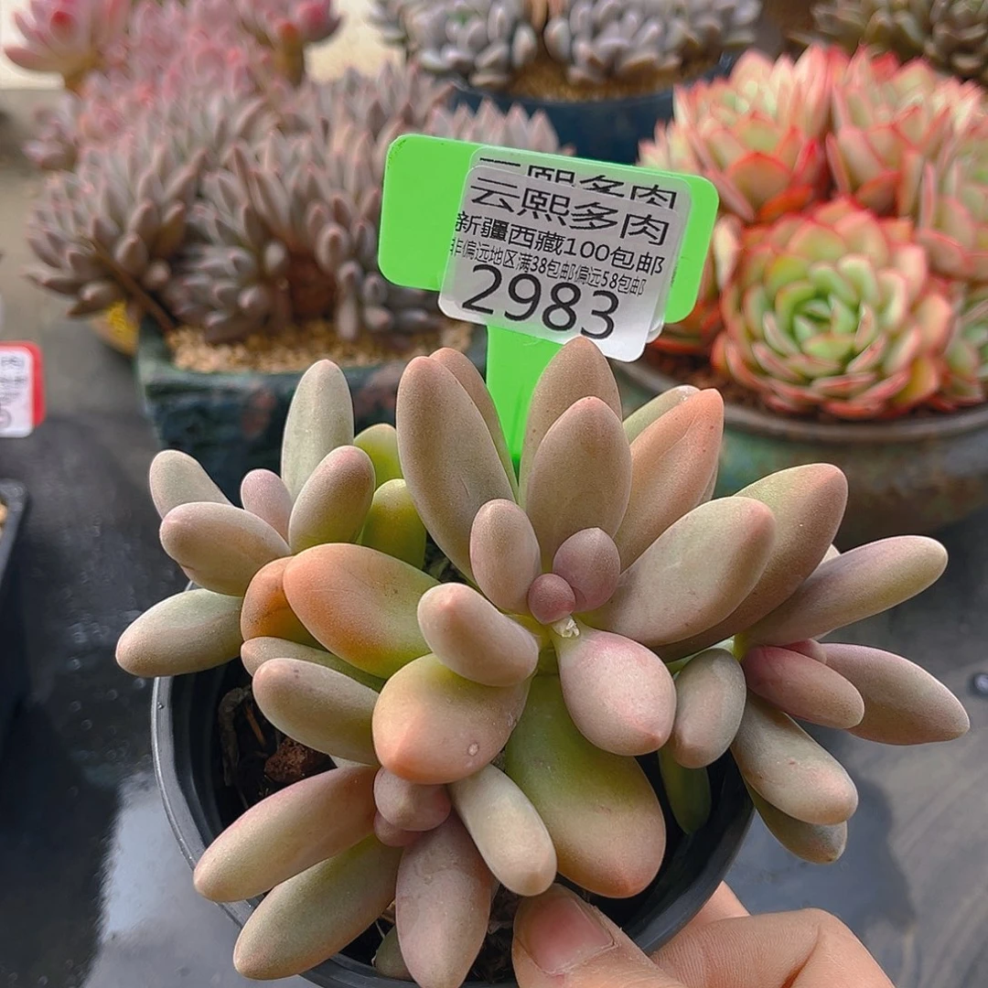 2983糖果美人多肉植物