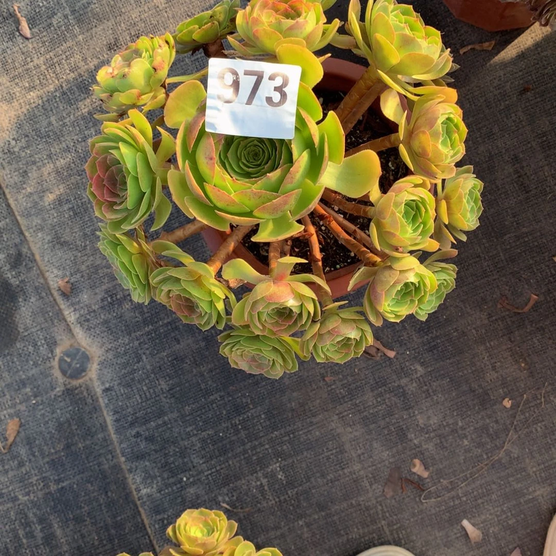 万圣节万包子973法师多肉