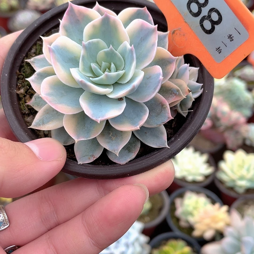 皮试锦88号多肉植物