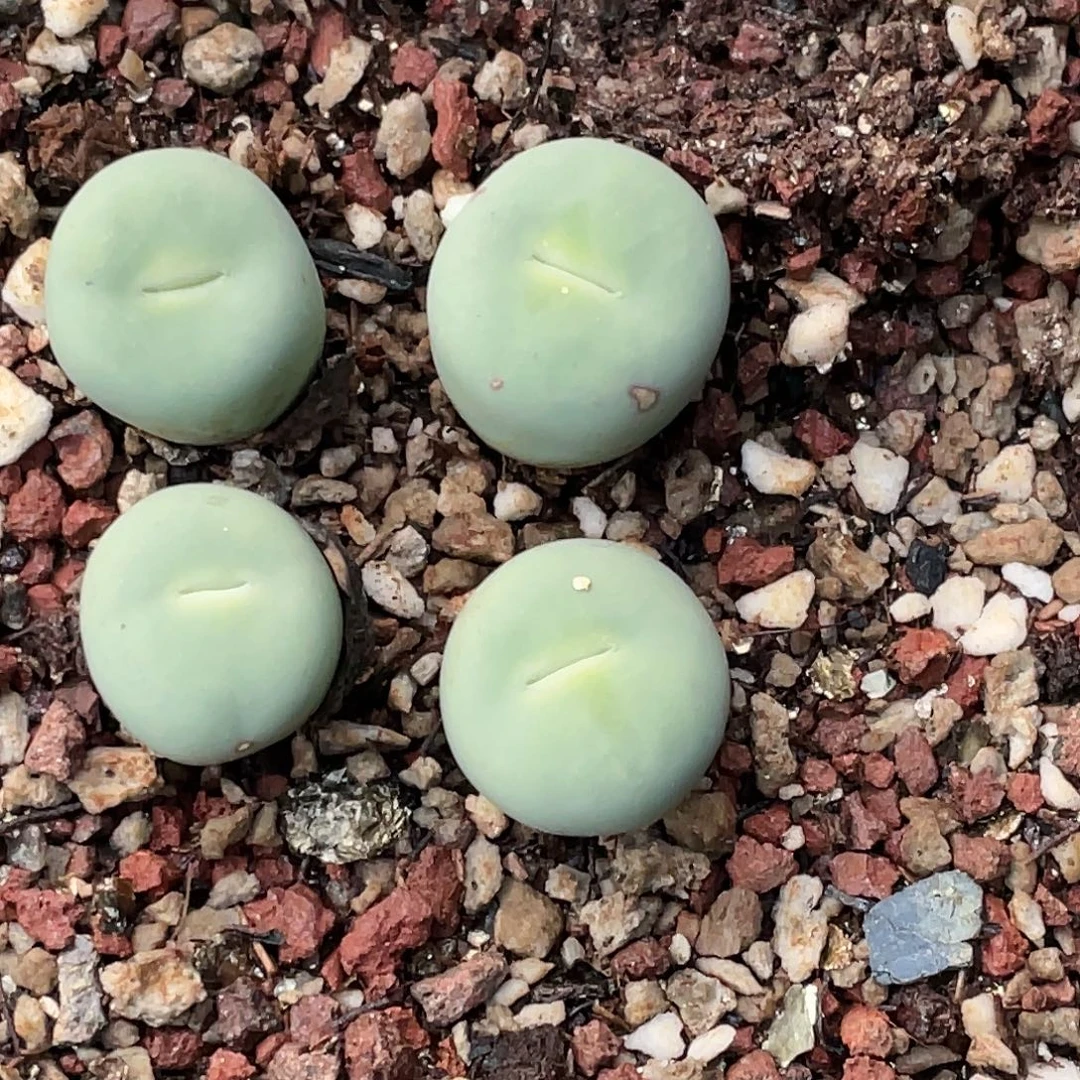 董***姐18-162肉锥多肉植物