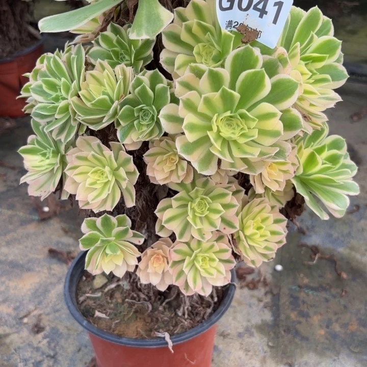 瑞妈多肉园艺041？芳华，