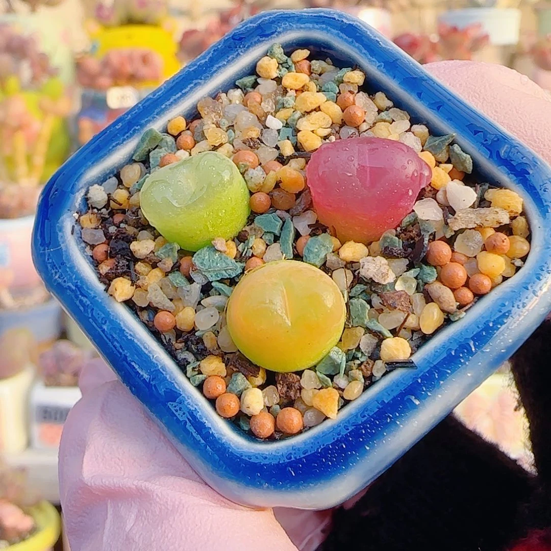 L 蟠桃组合  带盆