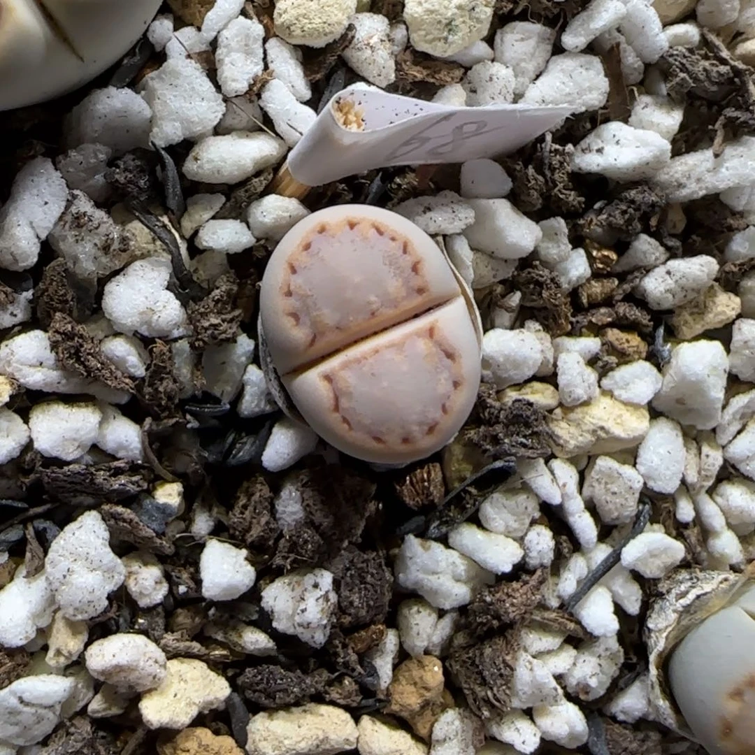 10.24。  216饼干。  2018