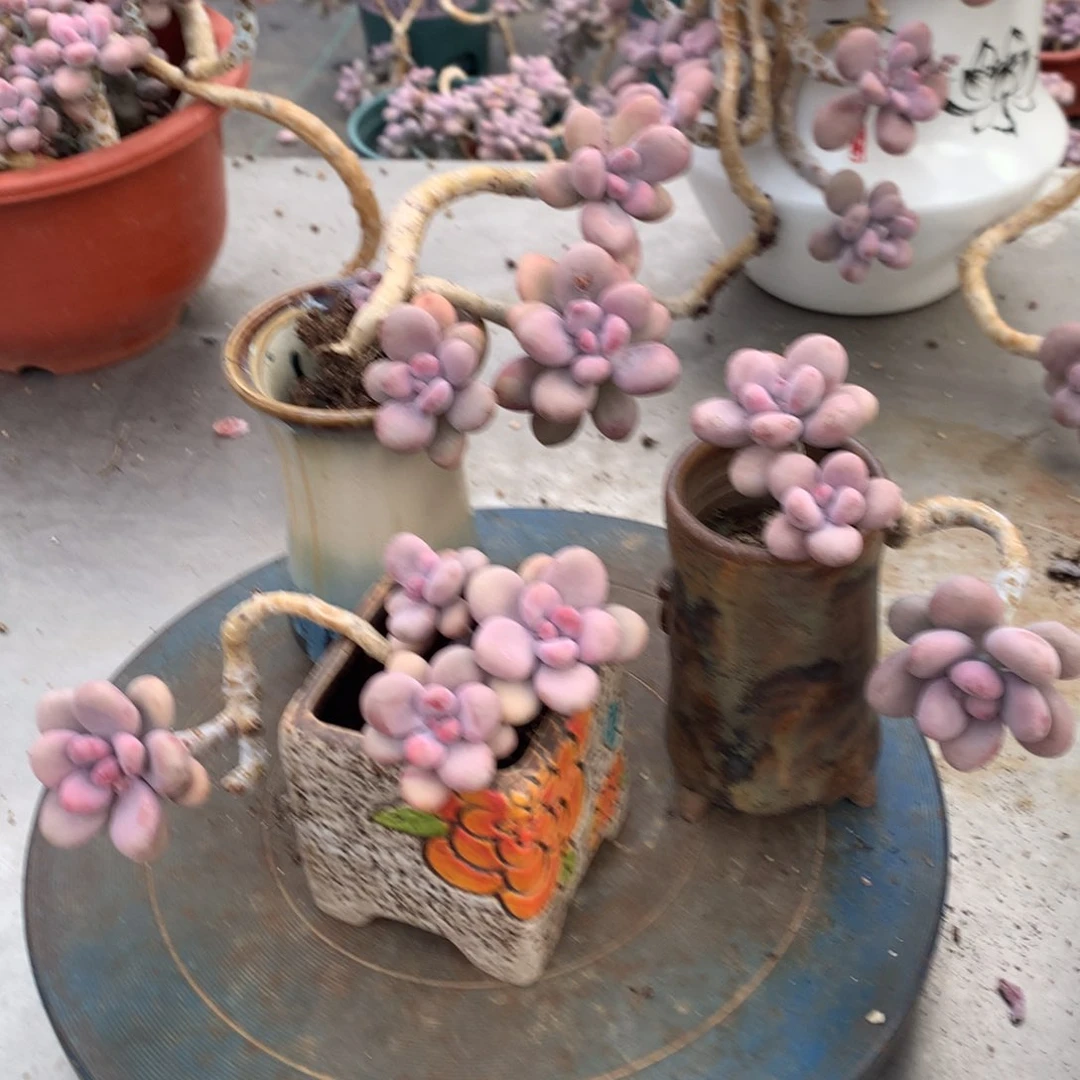 三*森桃蛋老桩3颗一处微瑕不带盆3颗