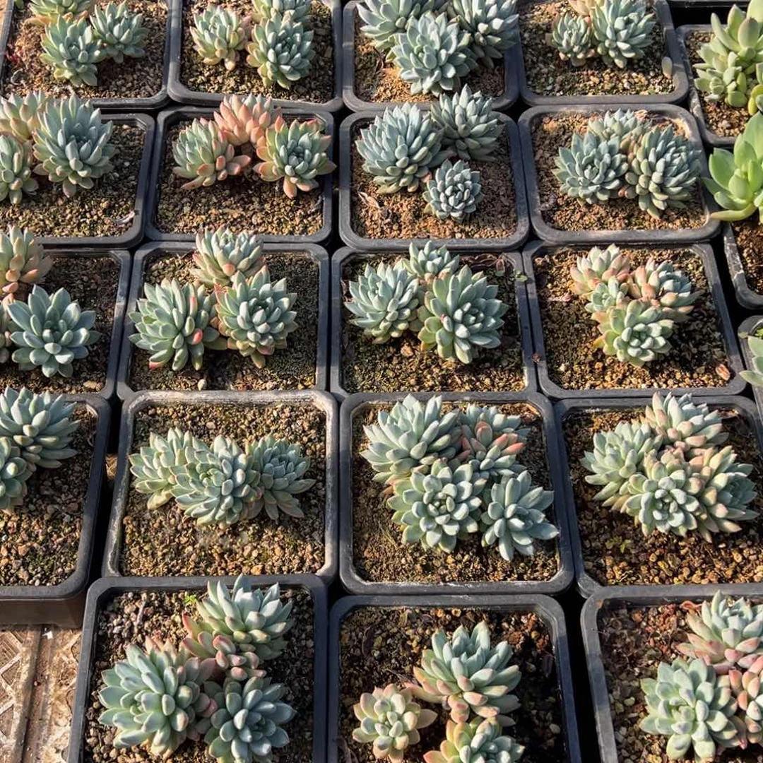 一***1一堆美人系23颗多肉植物40