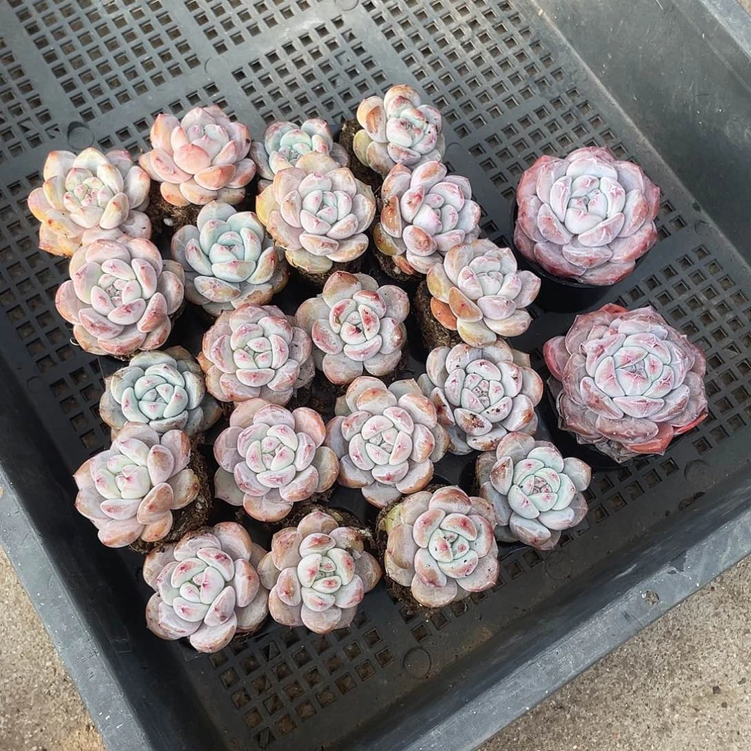 001号多肉植物星影