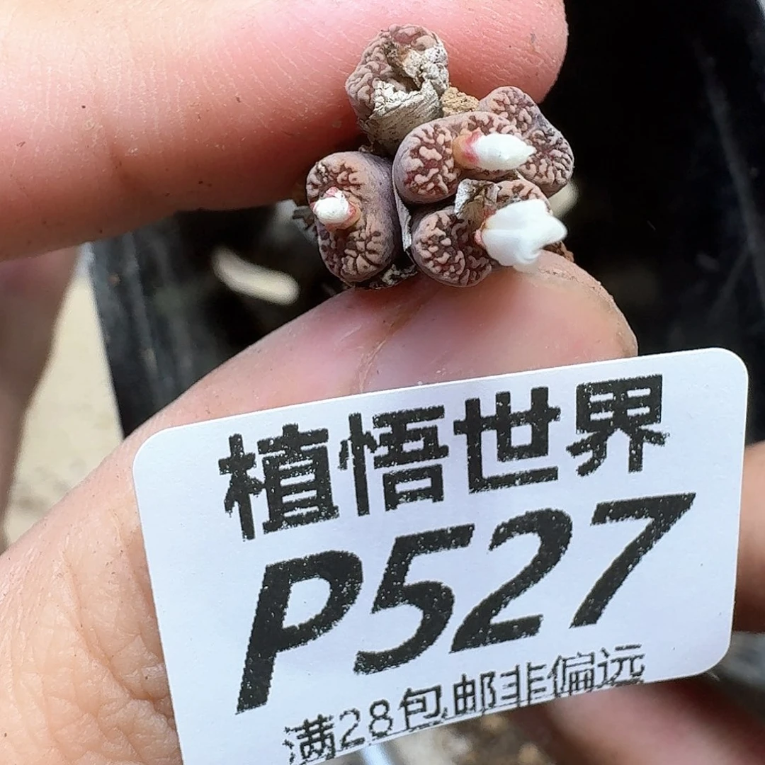 多肉植物的润泽地方g