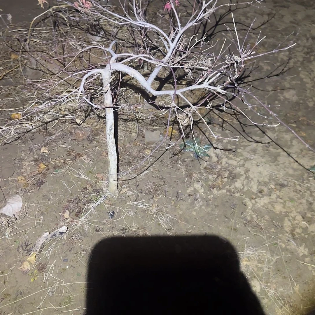 羽毛枫自然界我的植物