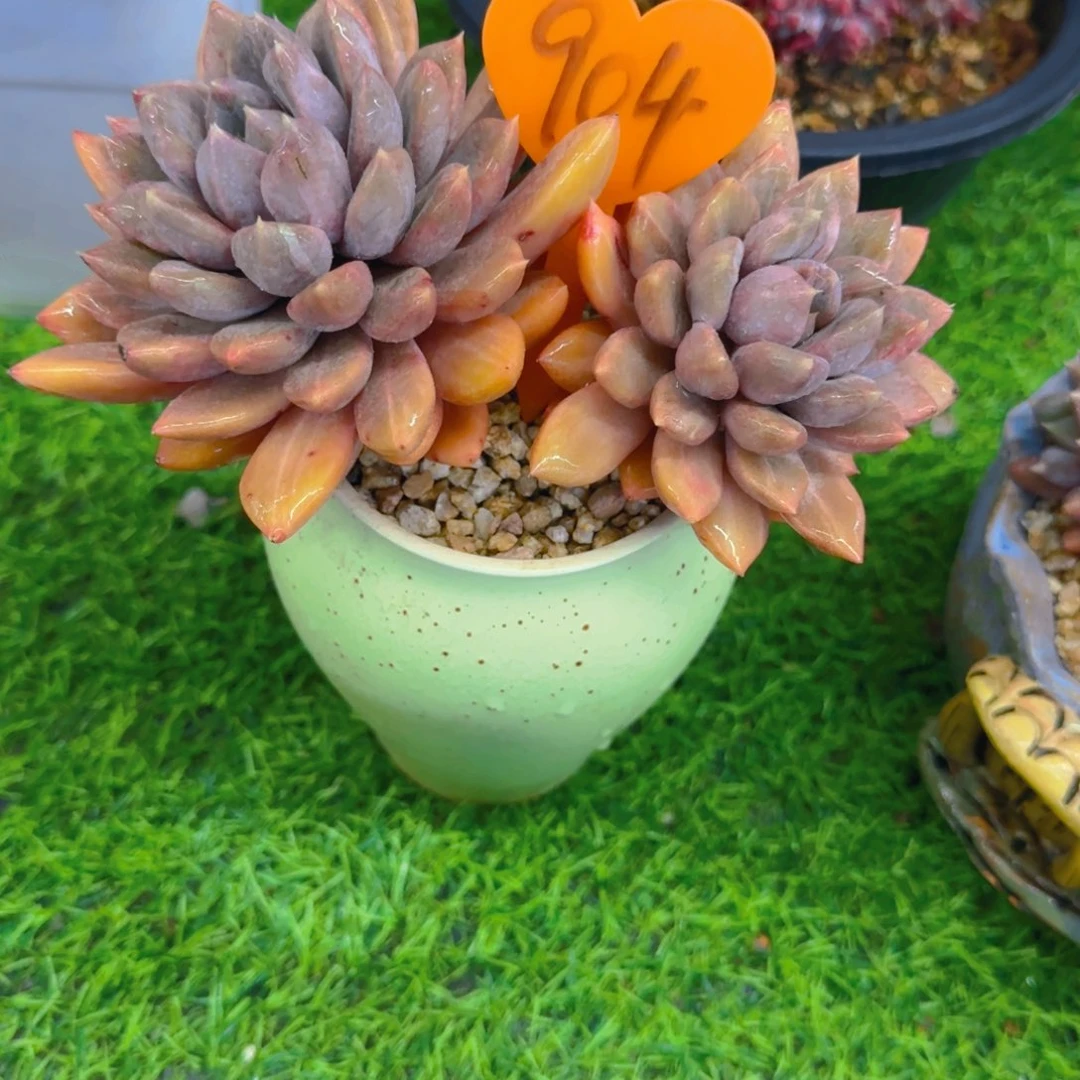 *️**904多肉植物一物一拍