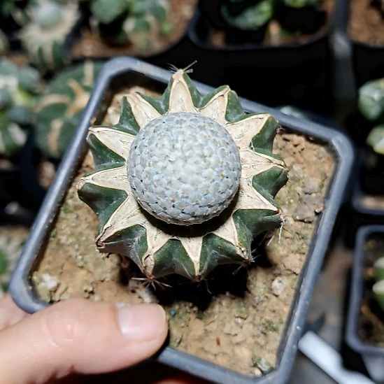 苗接鳞羽丸205205