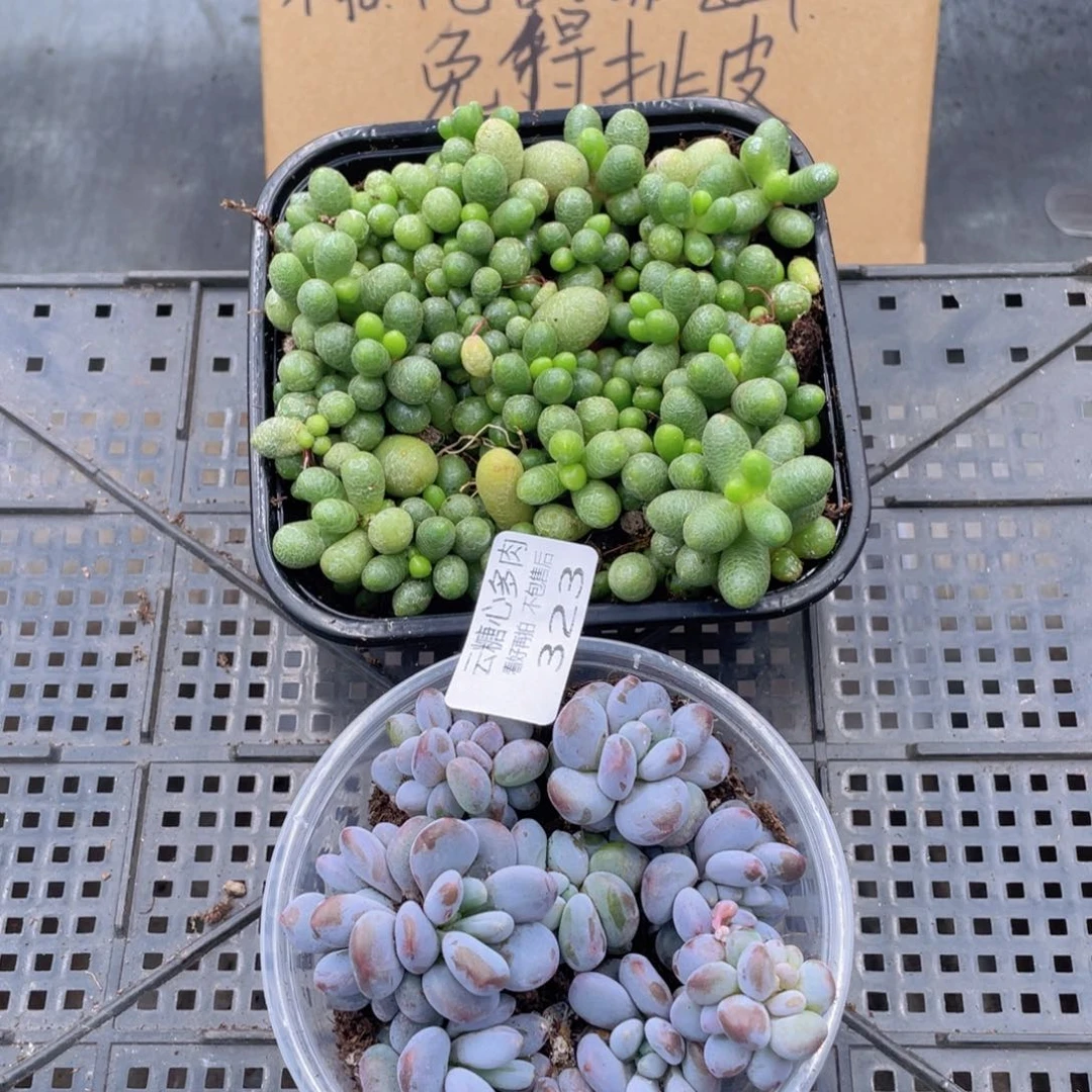 云糖心多肉植物323