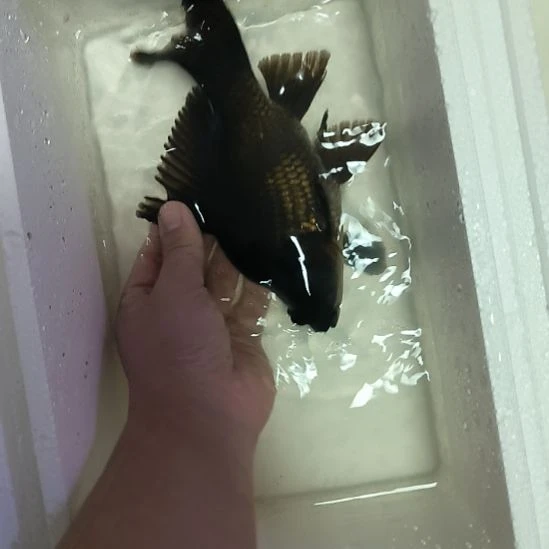 蝴蝶鲤鱼墨蝶大鳍大尾
