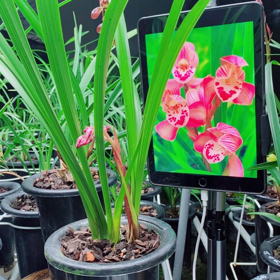 大部分花苞少量开放