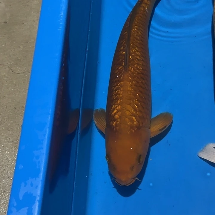 海水鱼赤目芒果红茶