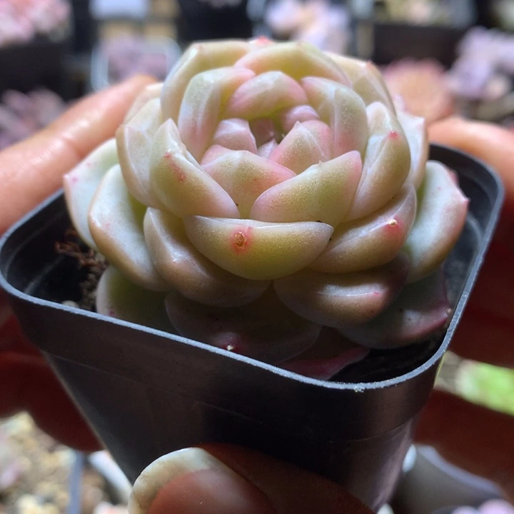 优选个体一物一拍