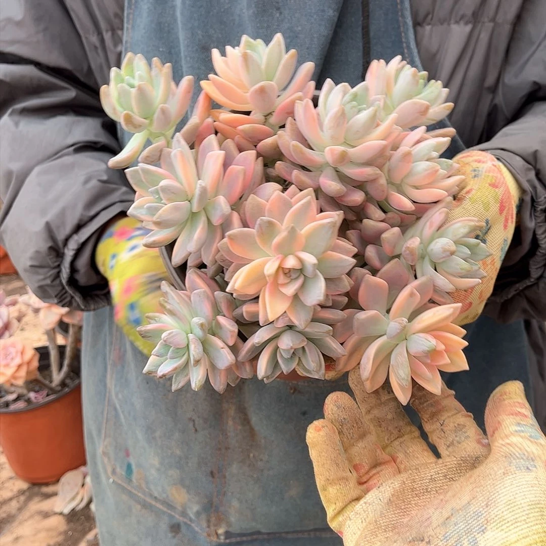 园***n多肉植物淡雪景A9