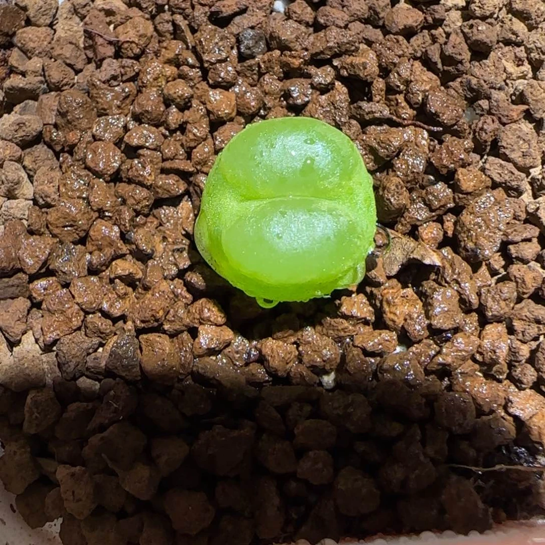 肉锥多肉植物百科-O泡315
