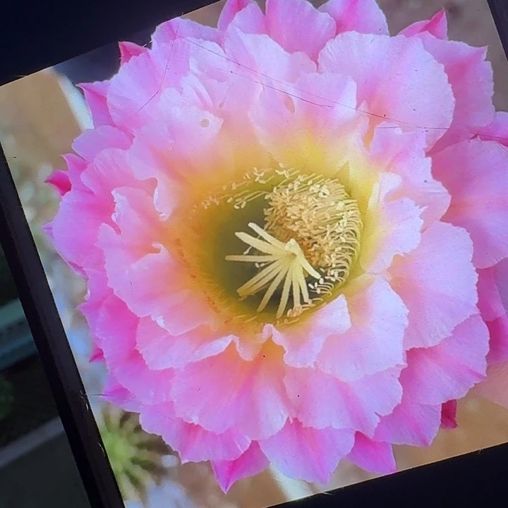 河岸侧芽5公分歪头