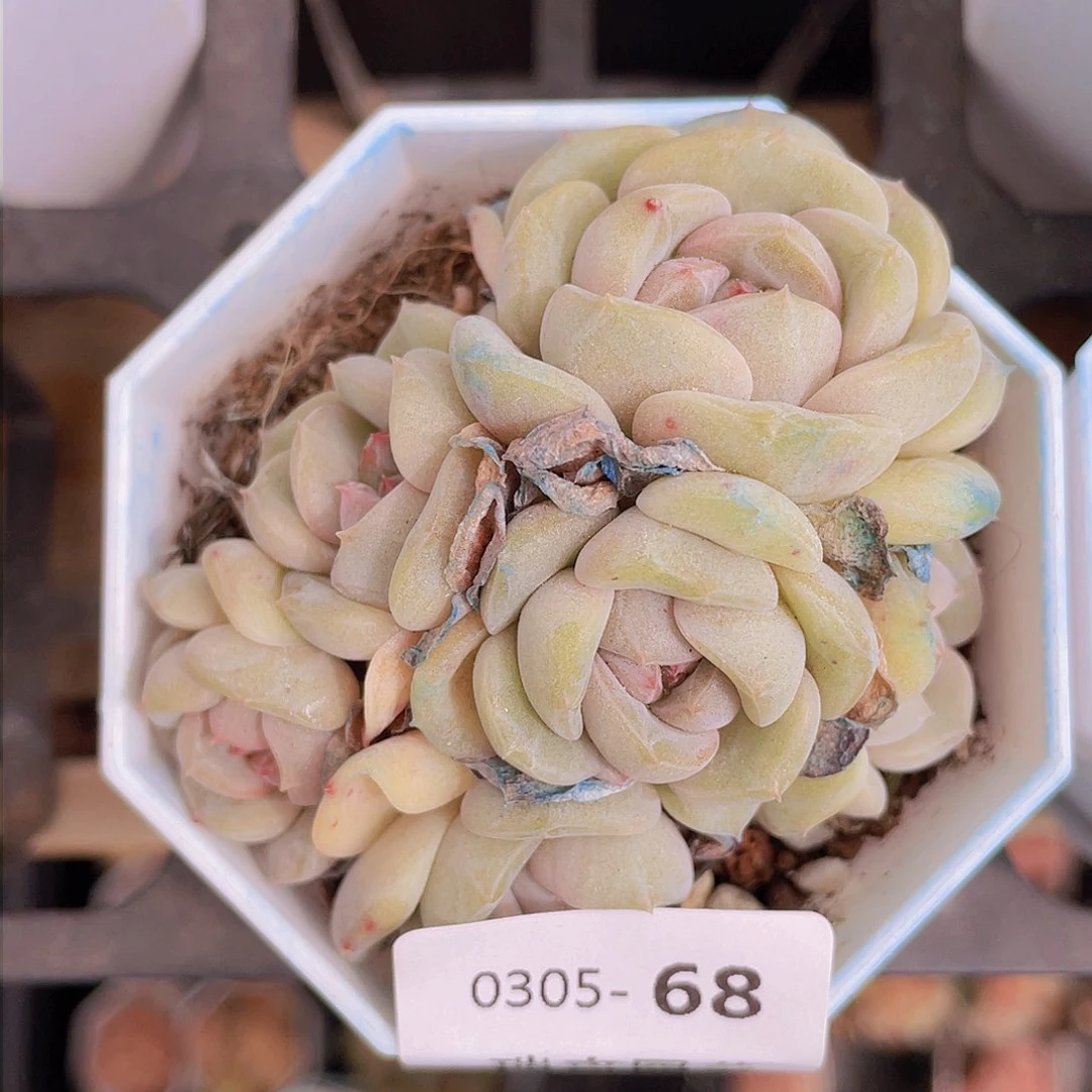 0000000000068一物一拍