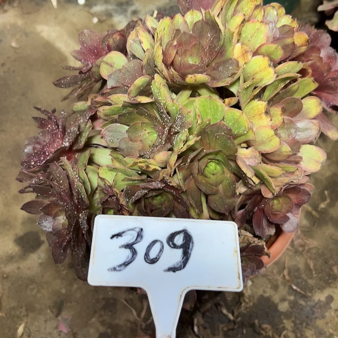 多肉植物万七彩法师309