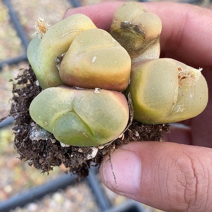 438变异大多头一群
