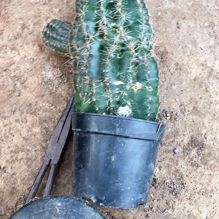 ?****?实生彩草1颗满18包邮