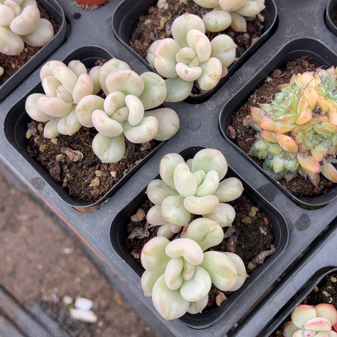 比尔盖茨双头老桩到手1颗量拍多肉下午发货