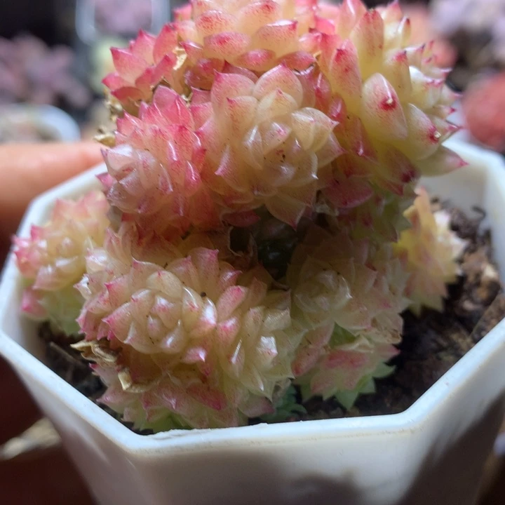 优选麦秆一物一拍