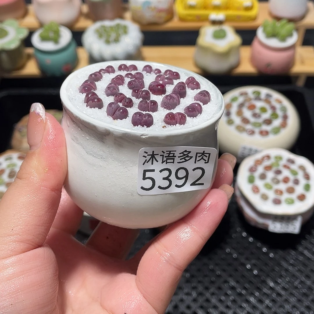 带盆土植物 一物一拍5392