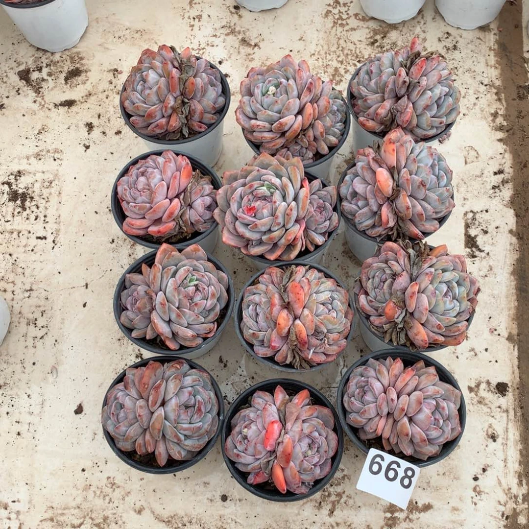 668橙子多肉植物组合