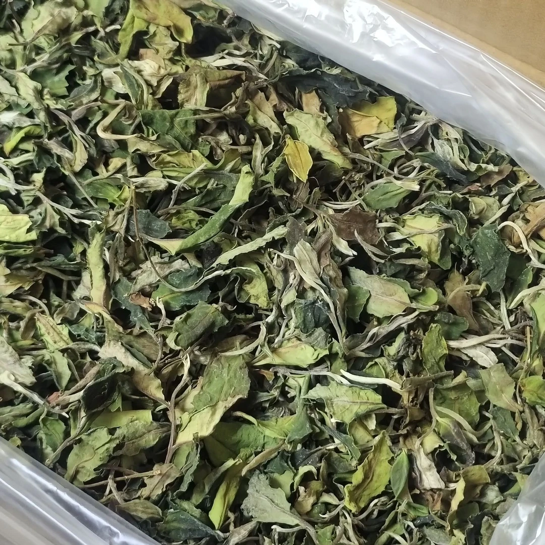 云南单株一棵树荒野白茶