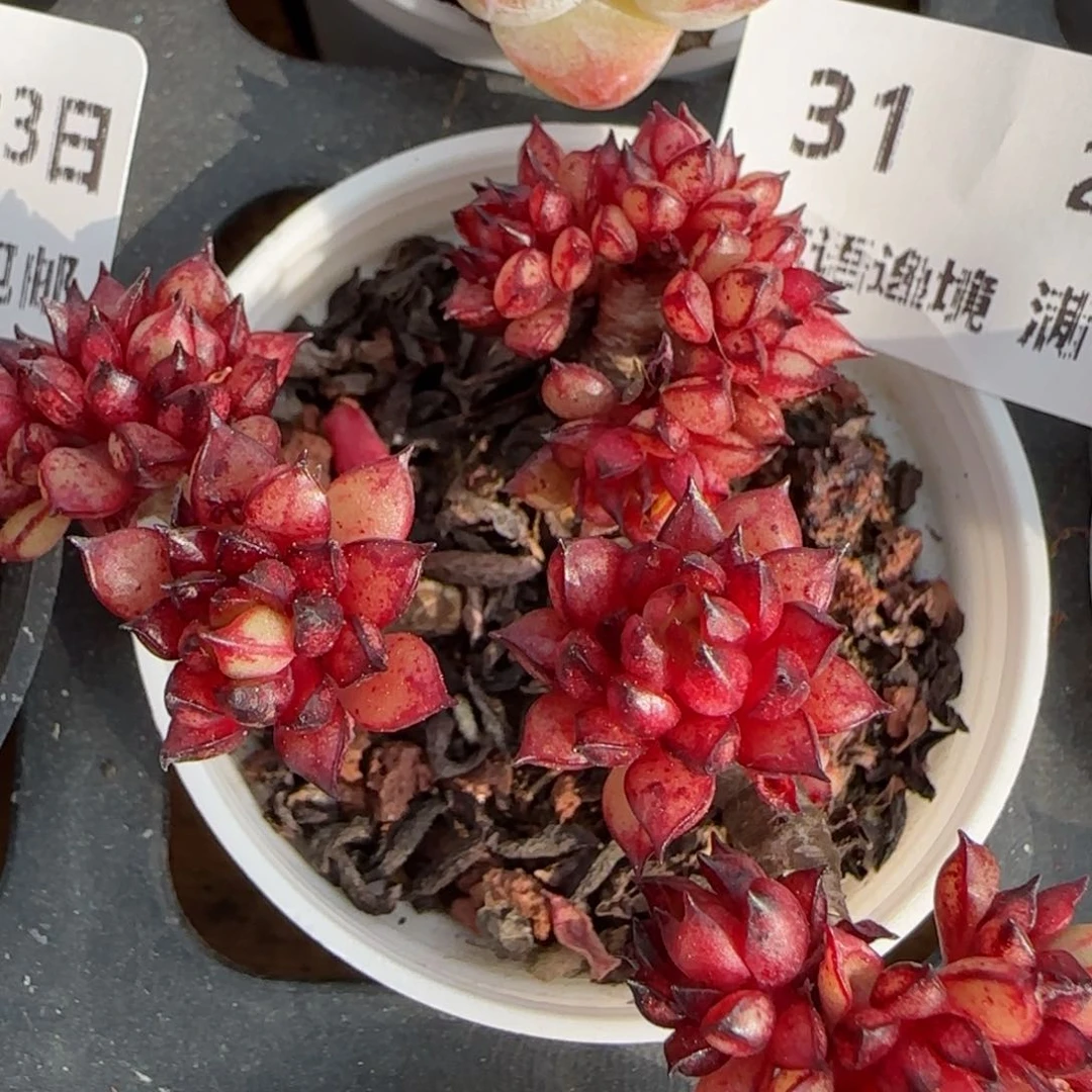 花语逸境0222-31