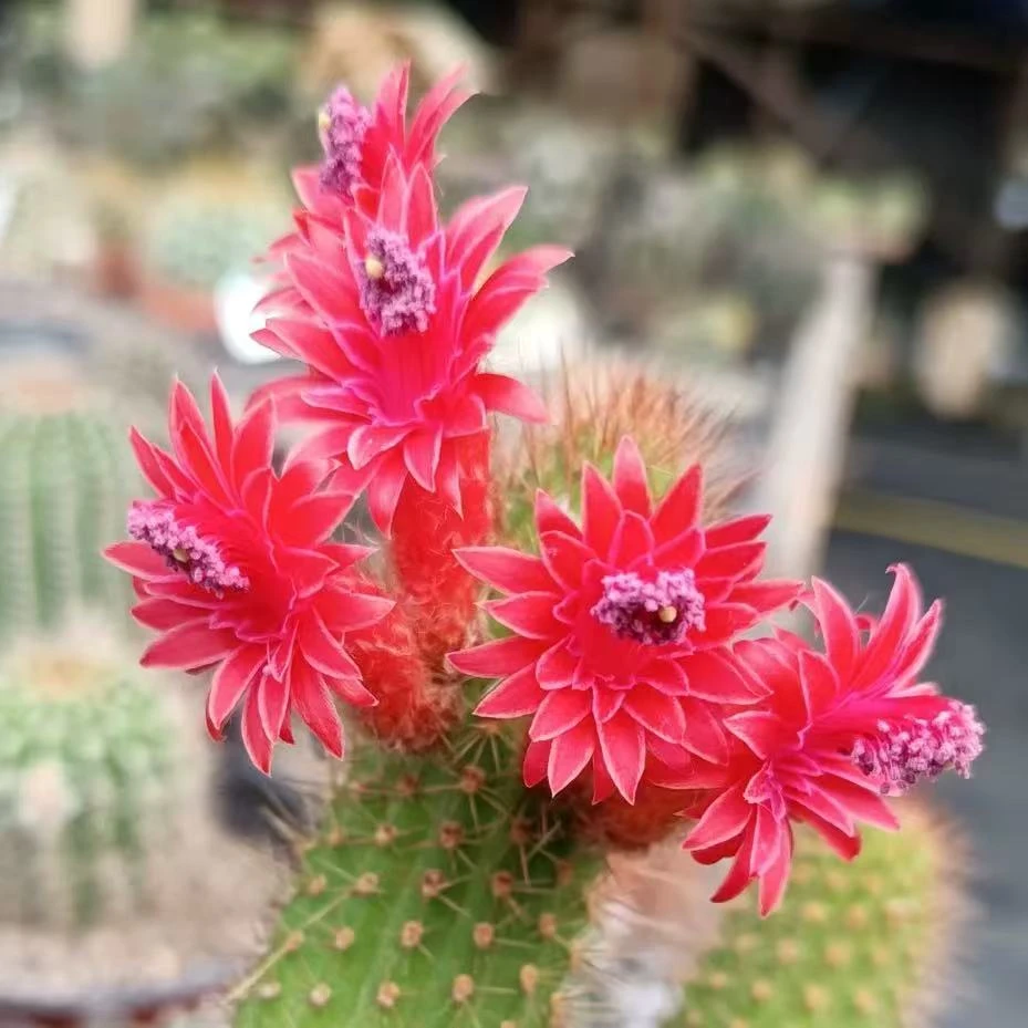 （满18包邮）红花金妞3颗 仙人柱 高度15cm裸根发货