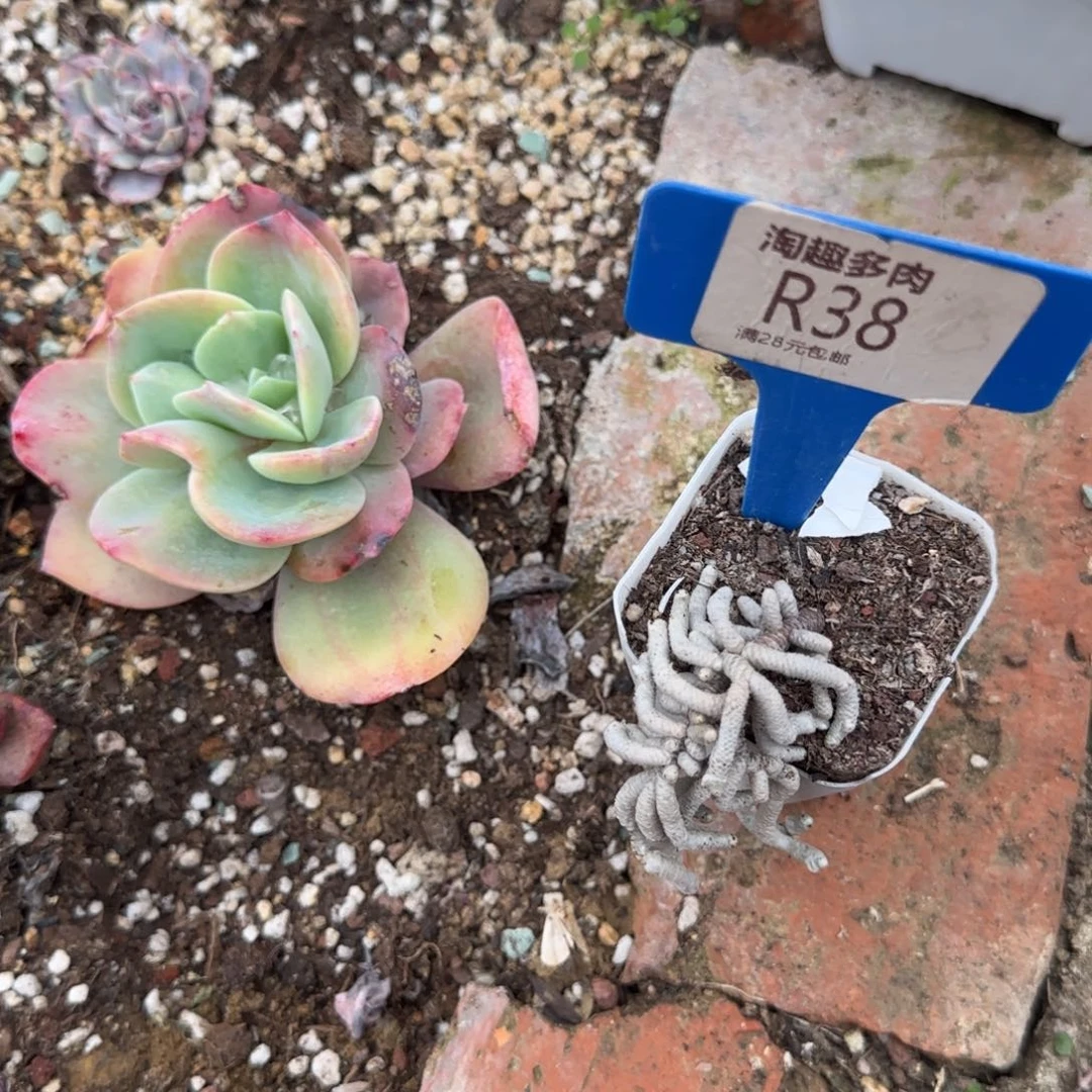 红**儿多肉植物营残群先科