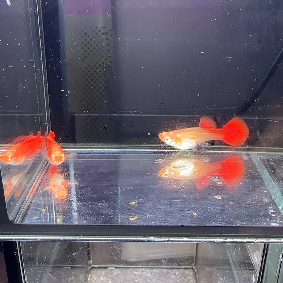 孔雀鱼血红小圆尾一对