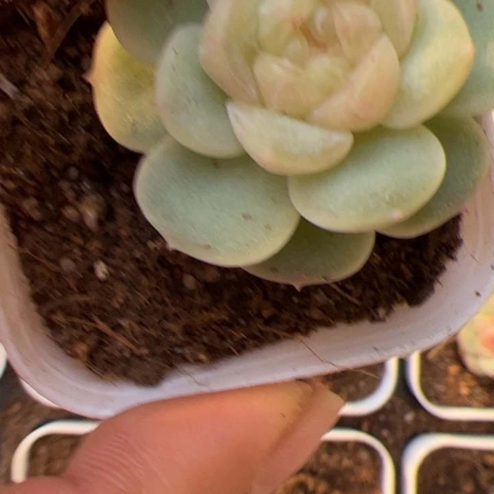 零***壹0808专拍链接啊啊啊啊
