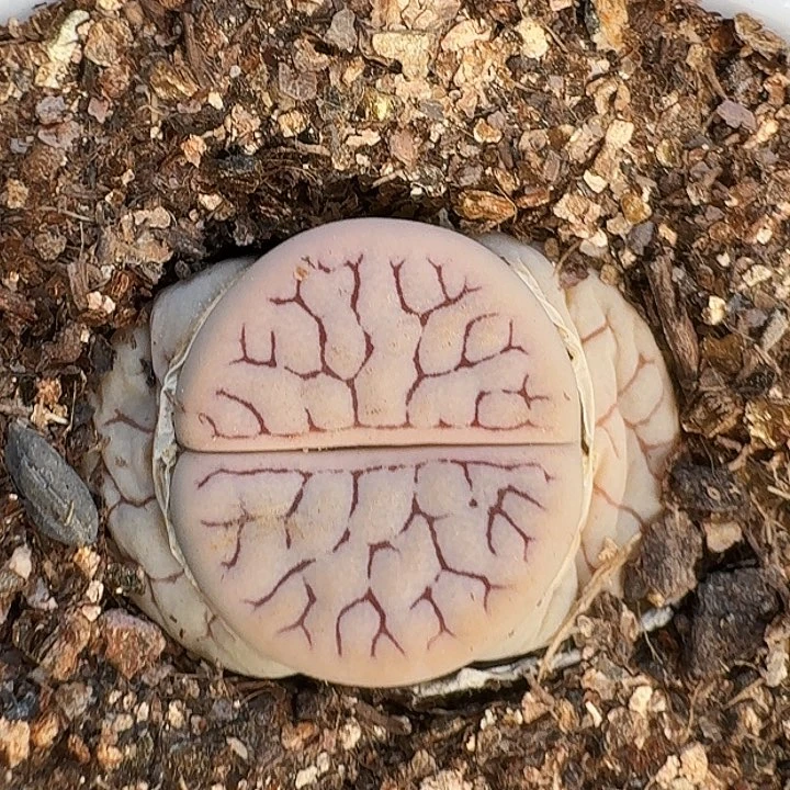 生石花222222。   379