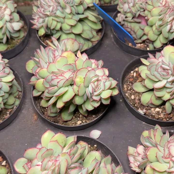 牡丹亭缀化脱土发