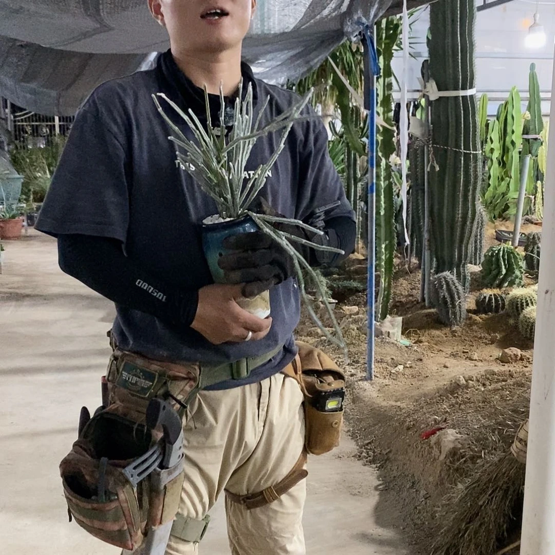 棉花棒30-40公分量拍