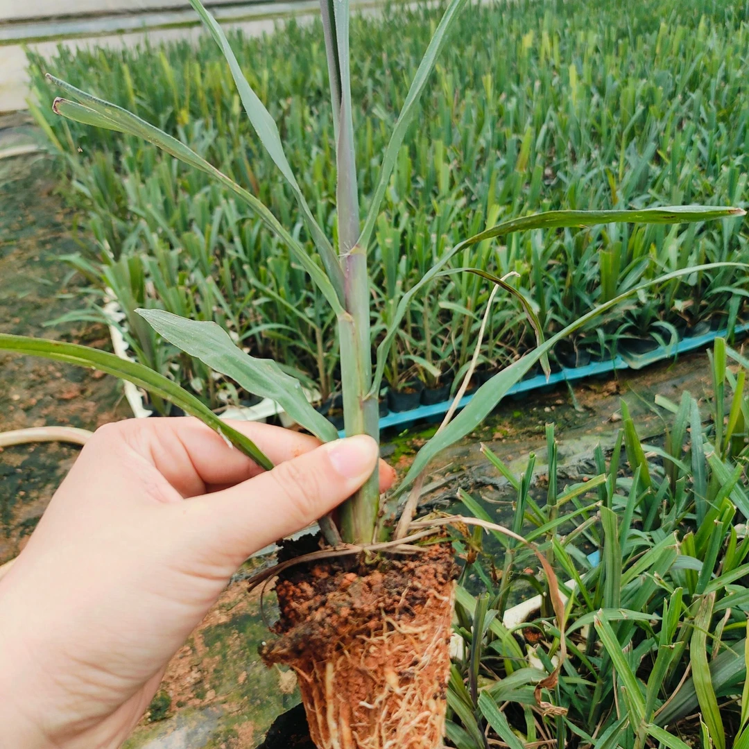 [拍一发8株]泰丰黄金果蔗直种苗试种 包邮 组培苗 每天限量