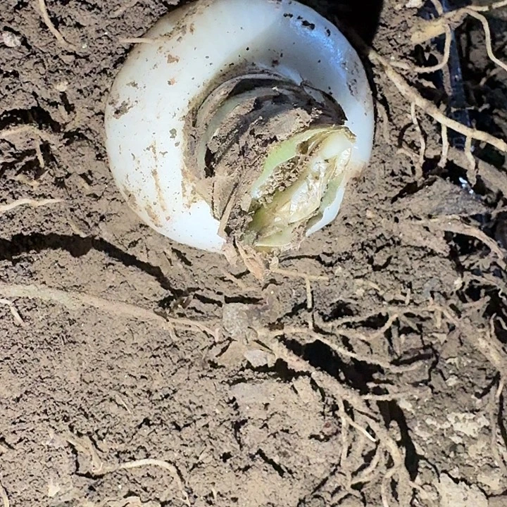 粉色交响曲7.8厘米裸根一棵