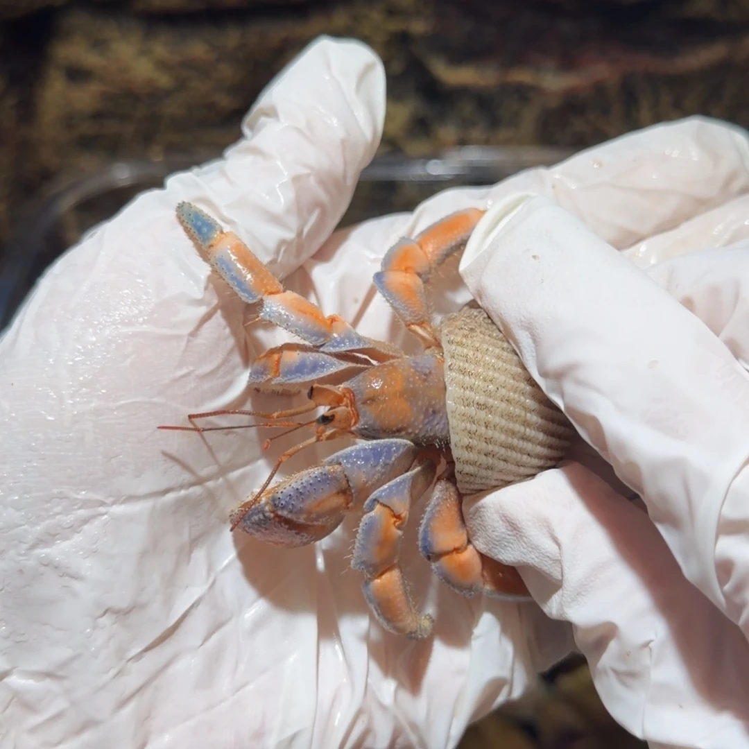 3号 北鼻专拍哇哇哇哇