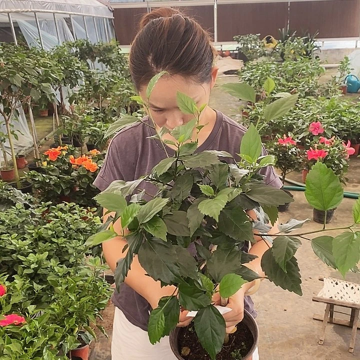 全部花苞红塔青苗发货