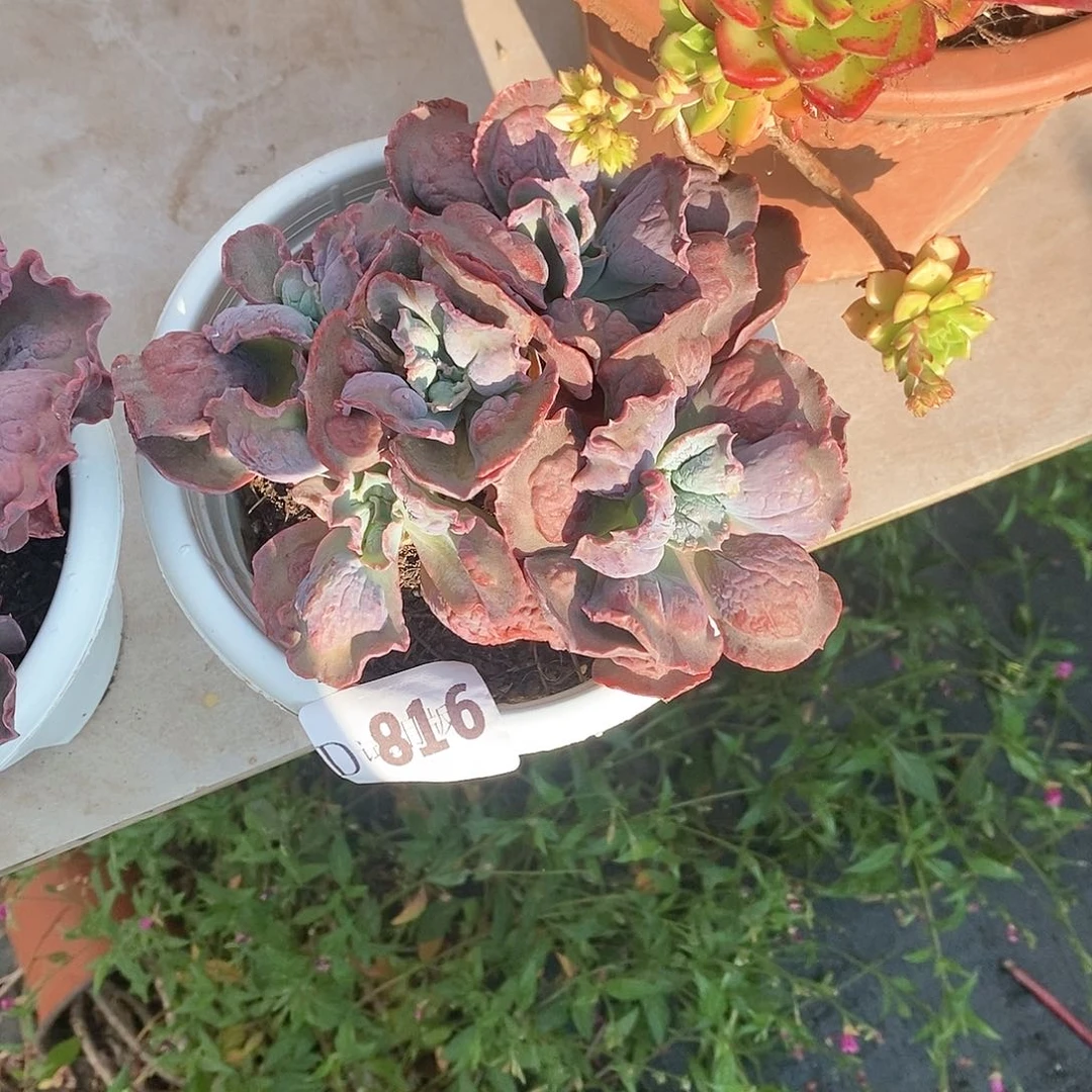 感****816男爵多肉植物