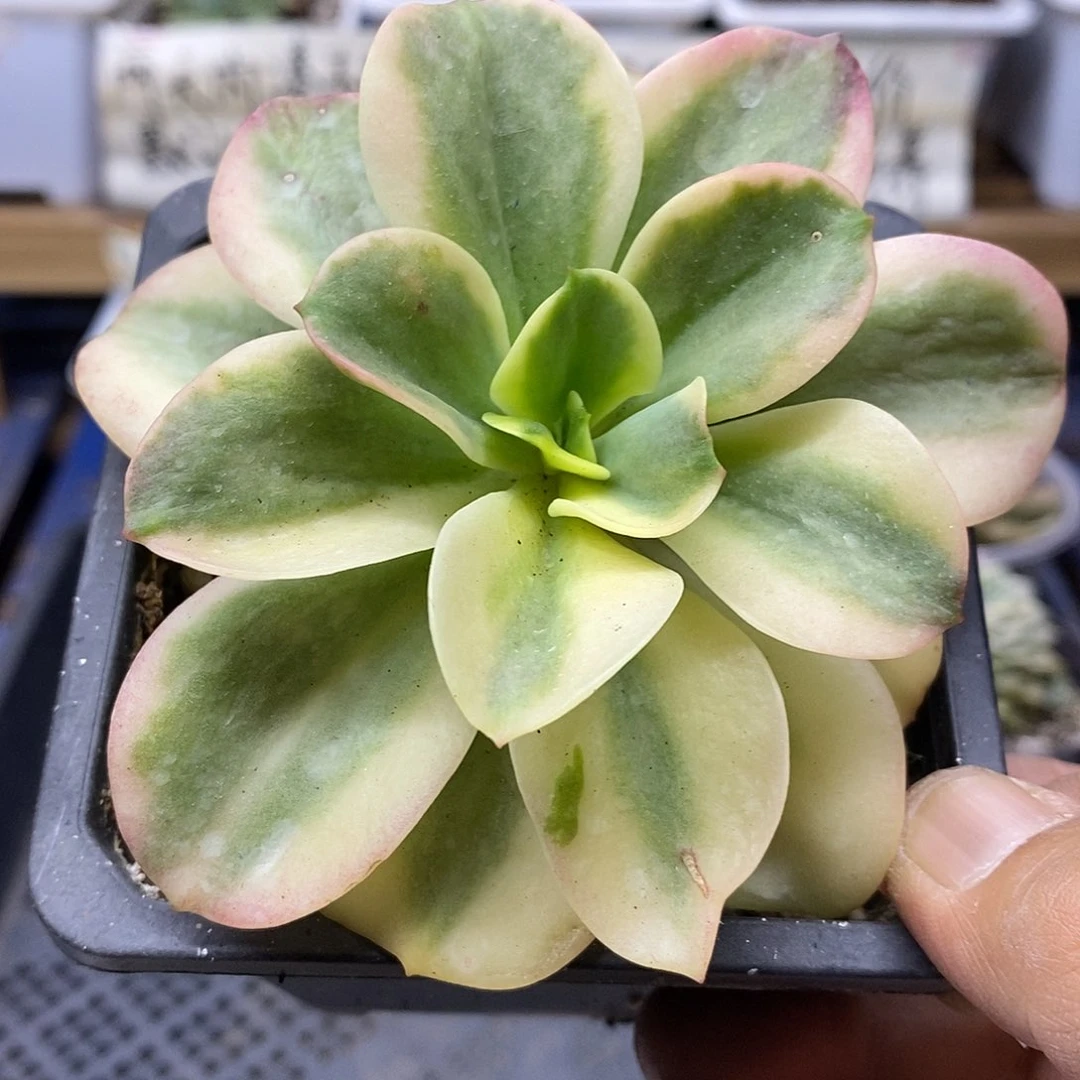25132 红梅覆轮锦