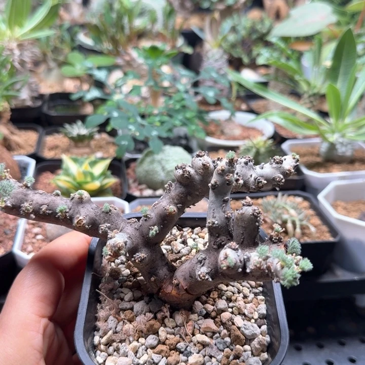 黑皮月界 225 仙人球