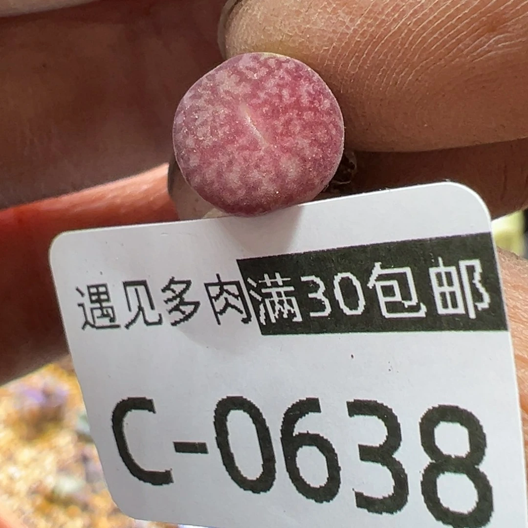 多肉植物11111111111111111