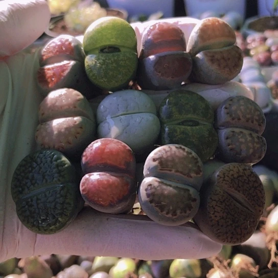 无花朵0745，如图优选2.3-2.7厘米12棵