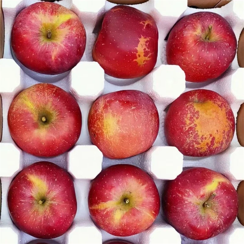 当季云南昭通丑苹果丑苹果2024鲜果新鲜水果超甜冰糖心现摘现发